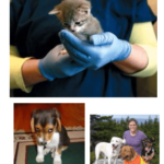 may 2016 free chiropractic consultation for humane society donation